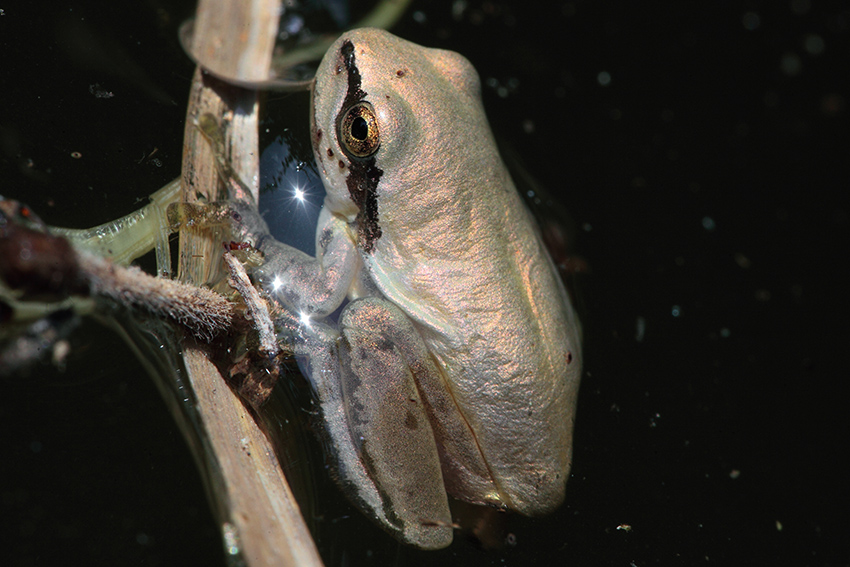 Hyla meridionalis - foto e canto